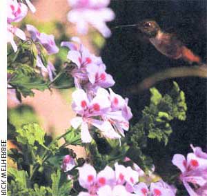 MOTHER's Hardly Working Summer Naturalist